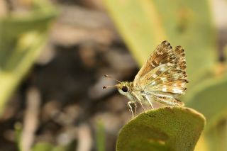 Hatmi Zpzp (Carcharodus alceae)