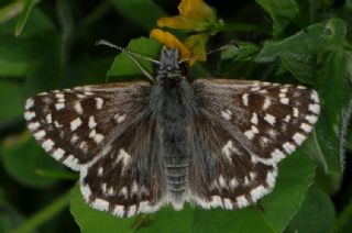 Ebegmeci Zpzp (Pyrgus malvae)