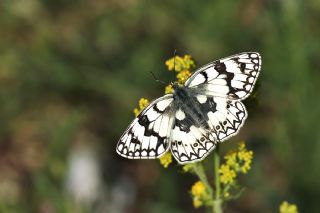 Uygur Melikesi (Melanargia russiae)