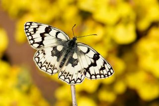 Uygur Melikesi (Melanargia russiae)