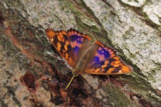 Trakya mparatoru (Apatura metis)