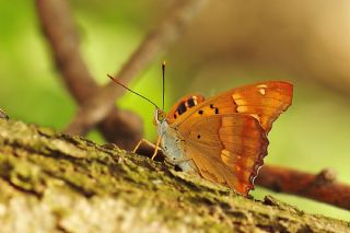 Trakya mparatoru (Apatura metis)