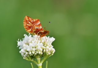 Kafkas Meneke Kelebei (Boloria caucasica)