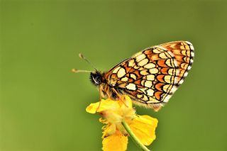 Kafkasyal Amannisa (Mellicta  caucasogenita)