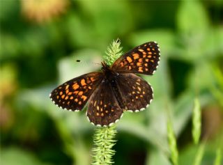 Funda parhan (Melitaea irka)