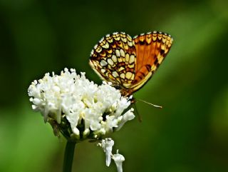 Funda parhan (Melitaea irka)