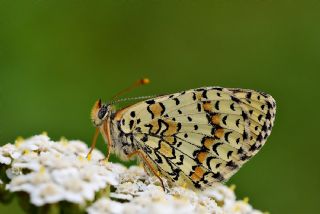 Kafkasyal parhan (Melitaea interrupta)