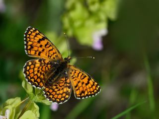 Cezayirli parhan (Melitaea ornata)