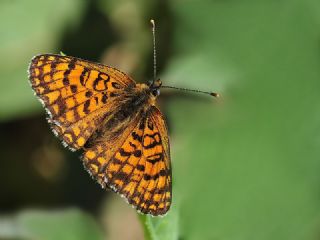 Cezayirli parhan (Melitaea ornata)