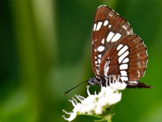 Szlen Karakz (Neptis rivularis)