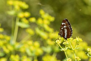 Szlen Karakz (Neptis rivularis)