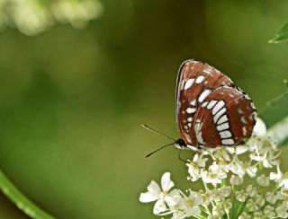 Szlen Karakz (Neptis rivularis)