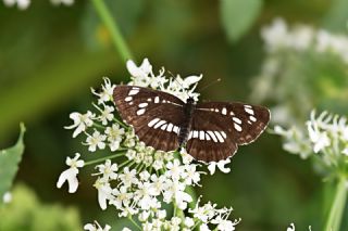 Szlen Karakz (Neptis rivularis)