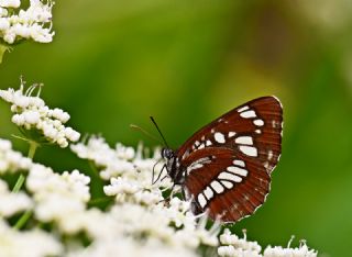 Szlen Karakz (Neptis rivularis)