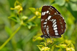 Szlen Karakz (Neptis rivularis)