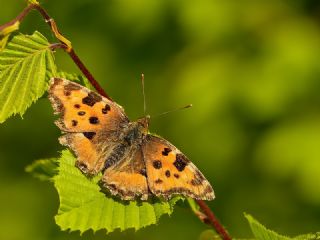 Karaaa Nimfalisi (Inachis polychloros)