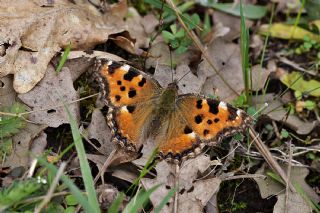 Karaaa Nimfalisi (Inachis polychloros)
