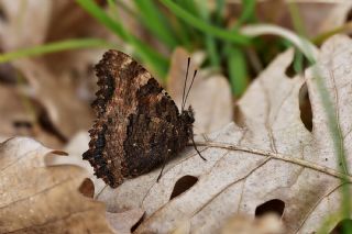 Karaaa Nimfalisi (Inachis polychloros)
