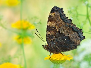 Karaaa Nimfalisi (Inachis polychloros)
