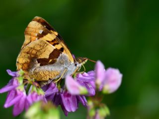 Anadolu ehzadesi (Thaleropis ionia)