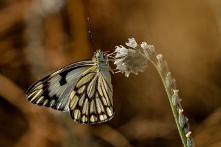 Beyaz nc (Belenois aurota)