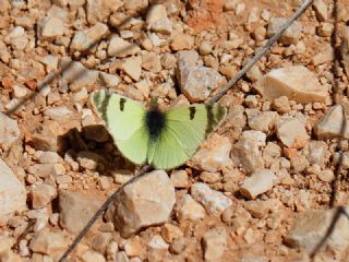 Dou Elfinstonyas (Euchloe penia)