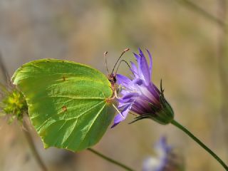 Anadolu Orakkanad (Gonepteryx farinosa)