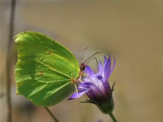 Anadolu Orakkanad (Gonepteryx farinosa)