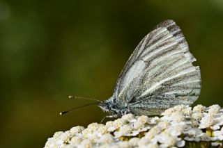 izgili Da Beyazmelei (Pieris bryoniae)