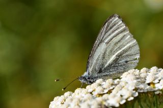 izgili Da Beyazmelei (Pieris bryoniae)