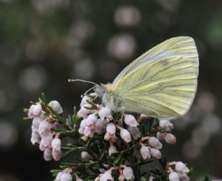 Yalanc Beyazmelek (Pieris pseudorapae)