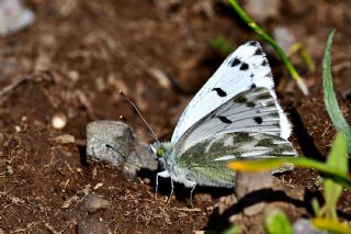 Doruklarn Beneklimelei (Pontia callidice)