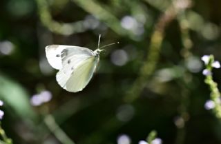 ran Beyazmelei (Pieris persis)