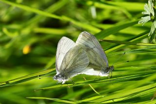 ran Beyazmelei (Pieris persis)