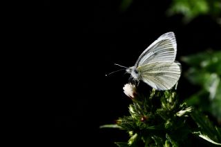 ran Beyazmelei (Pieris persis)