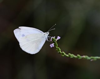 ran Beyazmelei (Pieris persis)