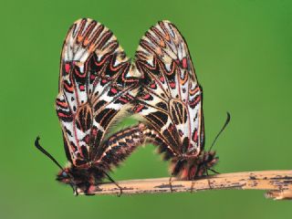 Gney Fistosu (Zerynthia polyxena)