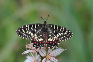 Gney Fistosu (Zerynthia polyxena)