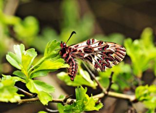 Gney Fistosu (Zerynthia polyxena)
