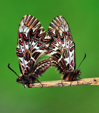 Gney Fistosu (Zerynthia polyxena)