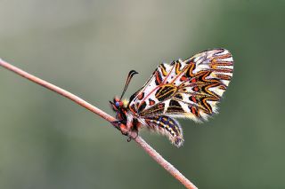 Gney Fistosu (Zerynthia polyxena)