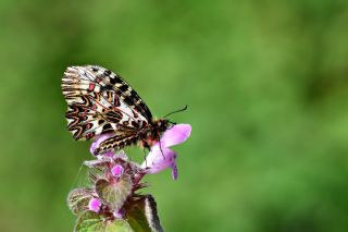 Gney Fistosu (Zerynthia polyxena)