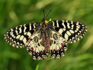 Gney Fistosu (Zerynthia polyxena)