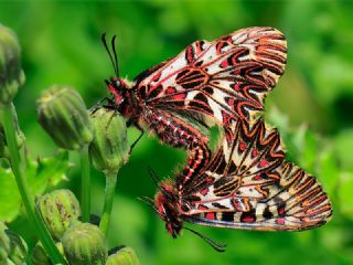 Gney Fistosu (Zerynthia polyxena)