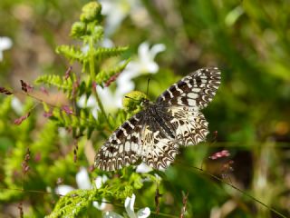 Gney Fistosu (Zerynthia polyxena)