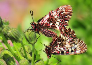 Gney Fistosu (Zerynthia polyxena)