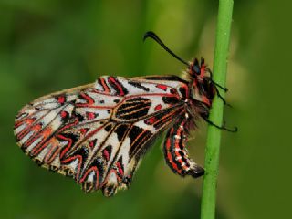 Gney Fistosu (Zerynthia polyxena)