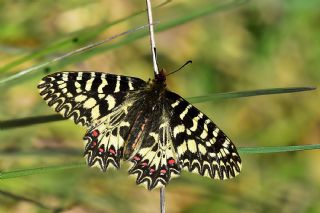 Gney Fistosu (Zerynthia polyxena)