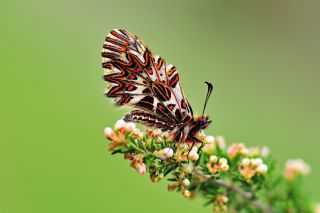 Gney Fistosu (Zerynthia polyxena)