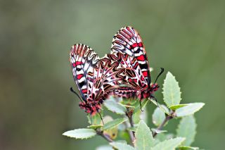 Gney Fistosu (Zerynthia polyxena)